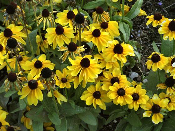 RUDBECKIA TOTO LEMON NR.1000 SEMI